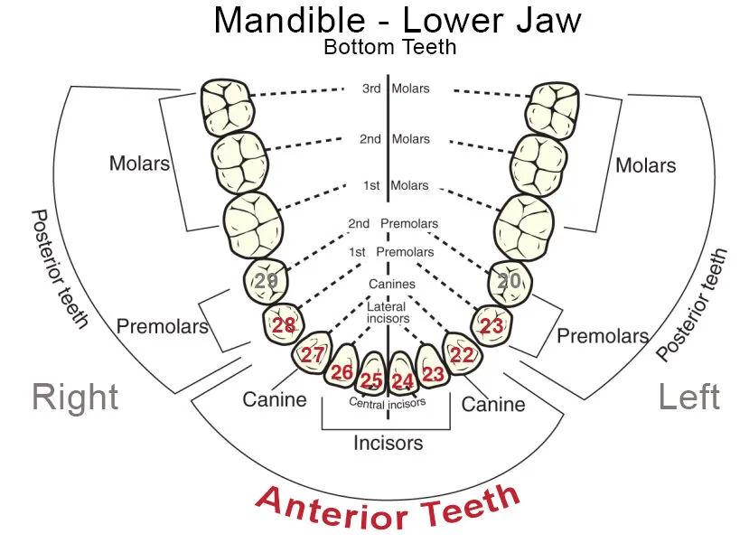 ceramic dental implants: Tooth Chart Mandible