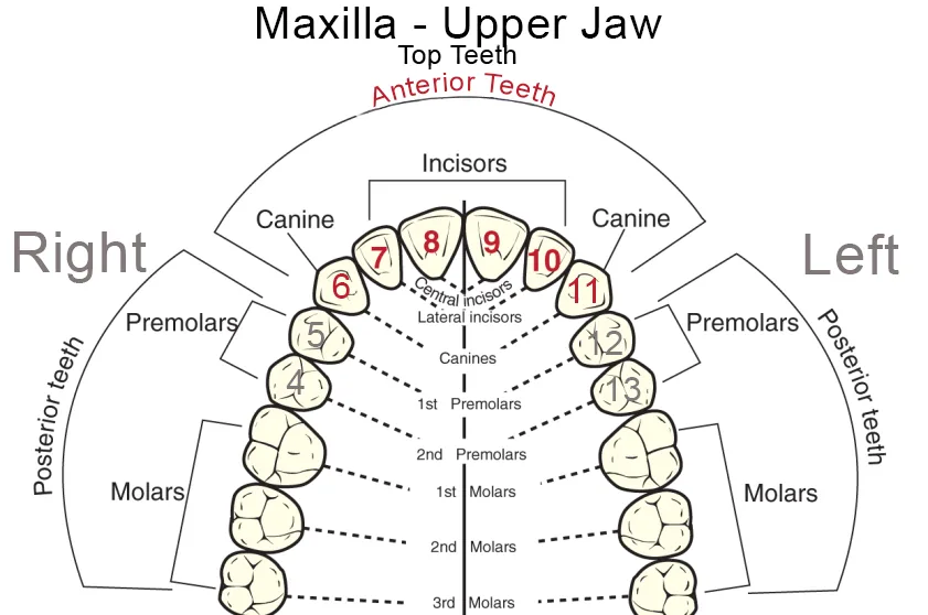 ceramic dental implants: Tooth Chart Maxilla